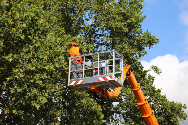 Trusted Grantley, PA Tree Service Experts